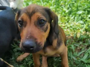 Cachorro raça SRD-ViraLata idade 2 a 6 meses nome não tem