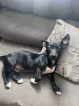 Brutus
