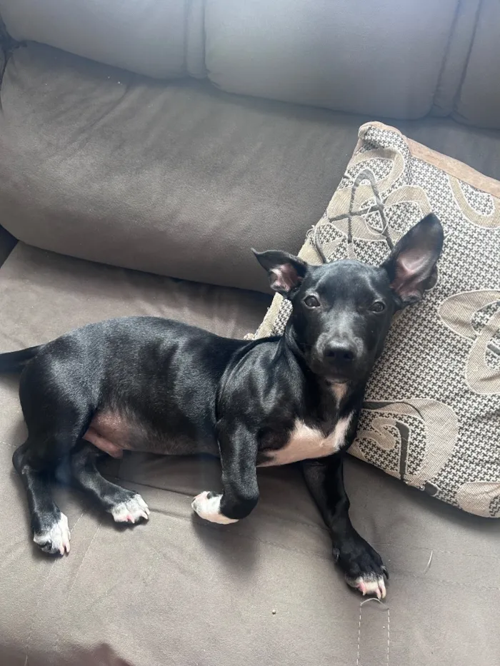 Cachorro raça SRD-ViraLata idade 1 ano nome Brutus
