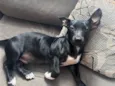 Brutus