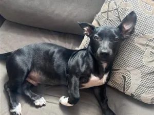 Cachorro raça SRD-ViraLata idade 1 ano nome Brutus