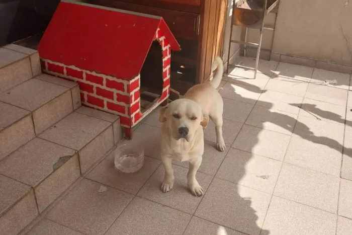Cachorro raça SRD-ViraLata idade 1 ano nome toby