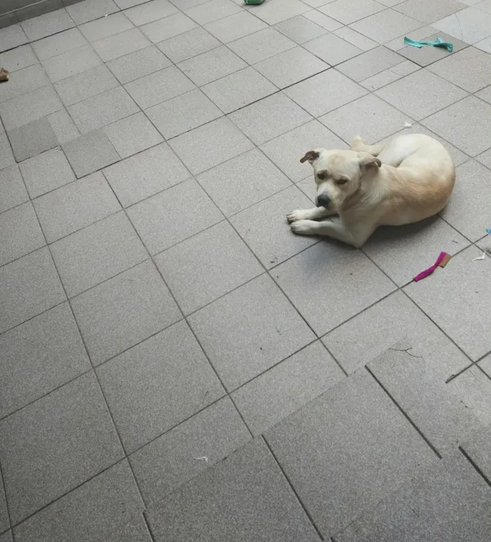 Cachorro raça SRD-ViraLata idade 1 ano nome toby