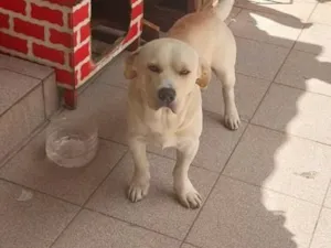 Cachorro raça SRD-ViraLata idade 1 ano nome toby