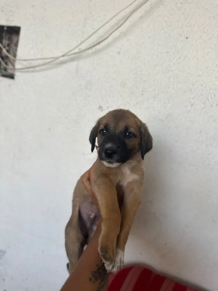 Cachorro raça SRD-ViraLata idade 2 a 6 meses nome N/A