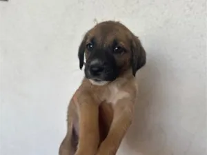Cachorro raça SRD-ViraLata idade 2 a 6 meses nome N/A