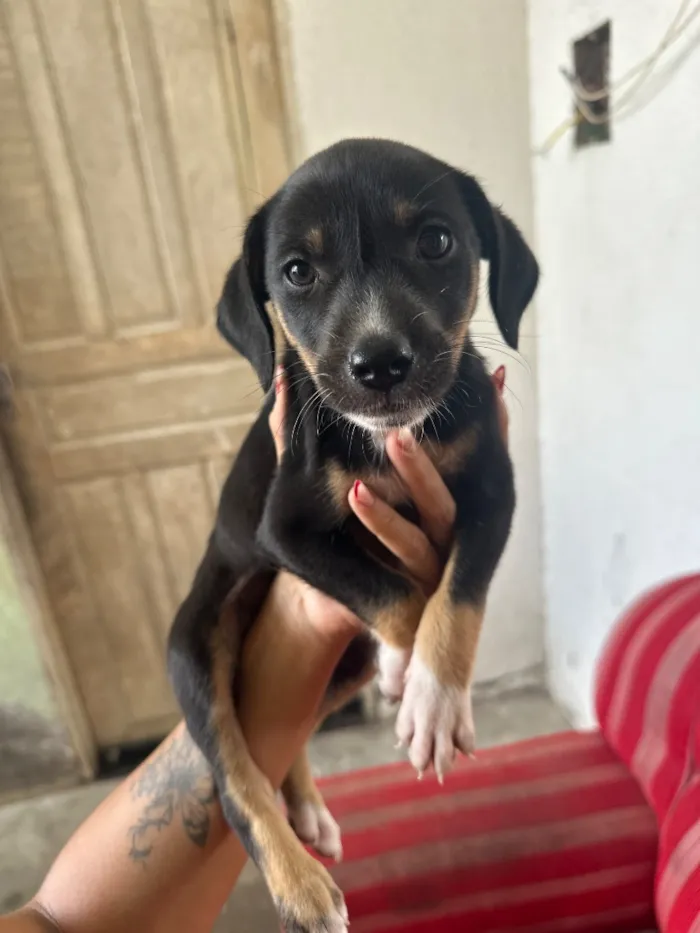 Cachorro raça SRD-ViraLata idade 2 a 6 meses nome N/A