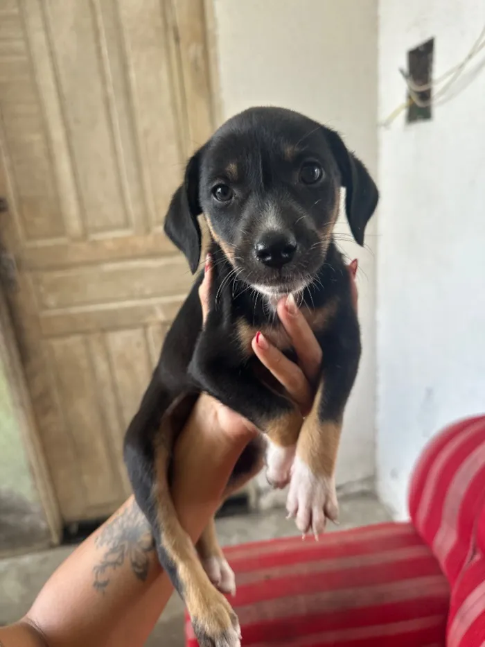 Cachorro raça SRD-ViraLata idade 2 a 6 meses nome N/A