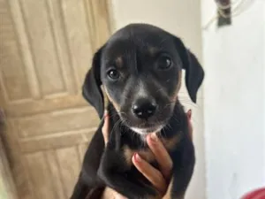 Cachorro raça SRD-ViraLata idade 2 a 6 meses nome N/A