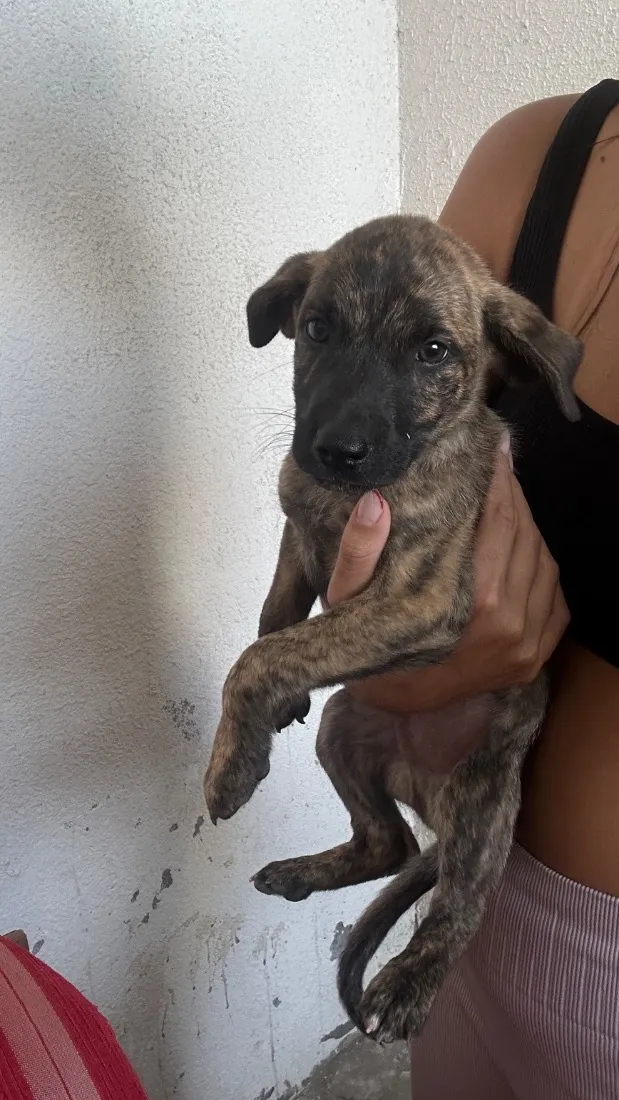 Cachorro raça SRD-ViraLata idade 2 a 6 meses nome Bob