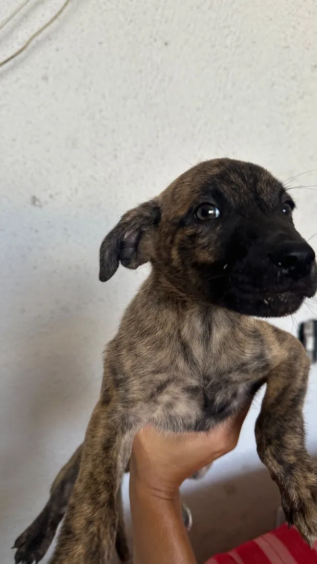 Cachorro raça SRD-ViraLata idade 2 a 6 meses nome Bob