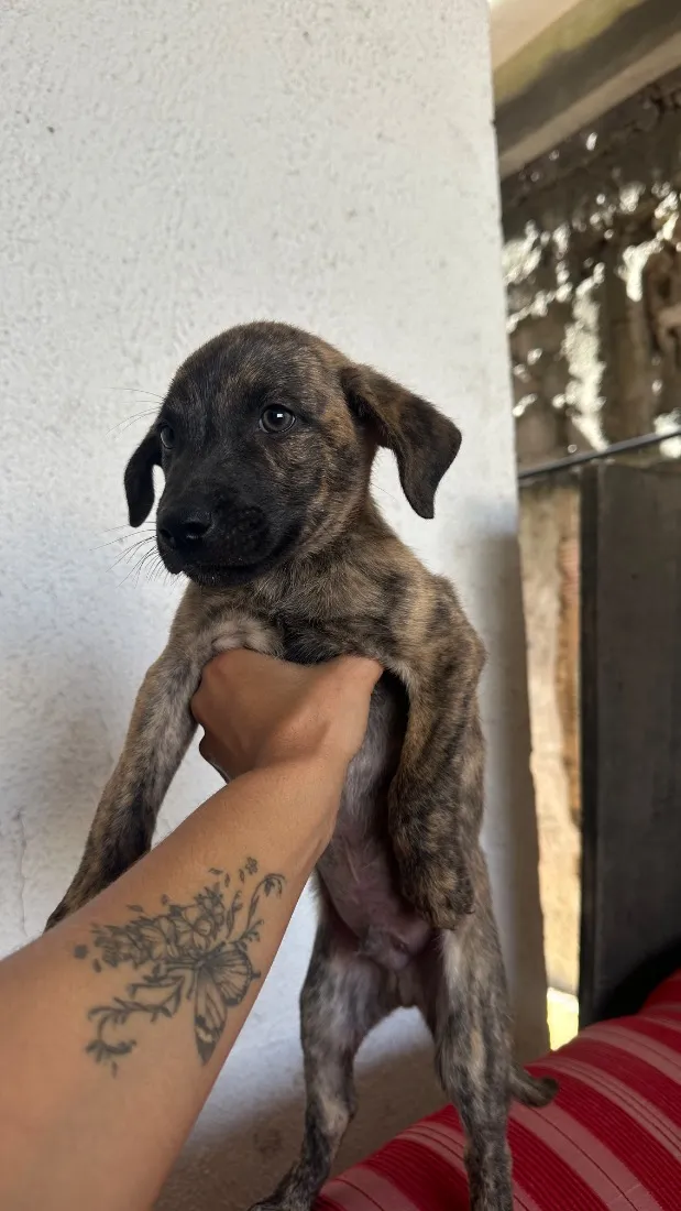Cachorro raça SRD-ViraLata idade 2 a 6 meses nome Bob