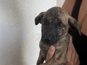 Cachorro raça SRD-ViraLata idade 2 a 6 meses nome Bob