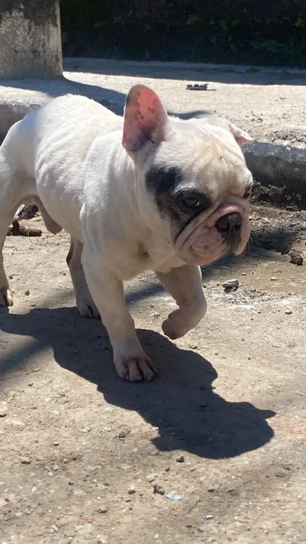 Cachorro raça SRD-ViraLata idade 6 ou mais anos nome Toti