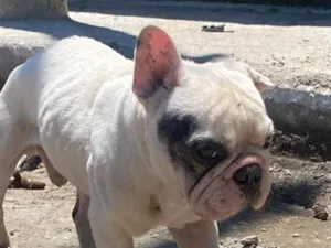 Cachorro raça SRD-ViraLata idade 6 ou mais anos nome Toti