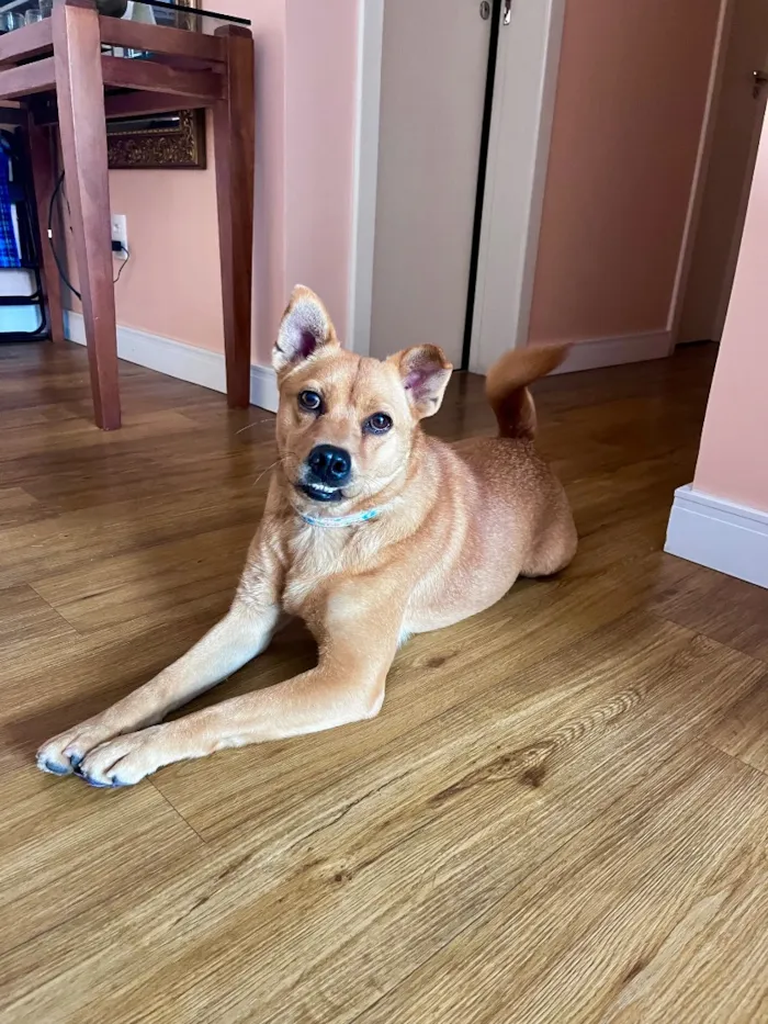 Cachorro raça SRD-ViraLata idade 1 ano nome Sem nome 