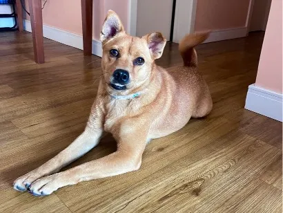 Cachorro raça SRD-ViraLata idade 1 ano nome Sem nome 