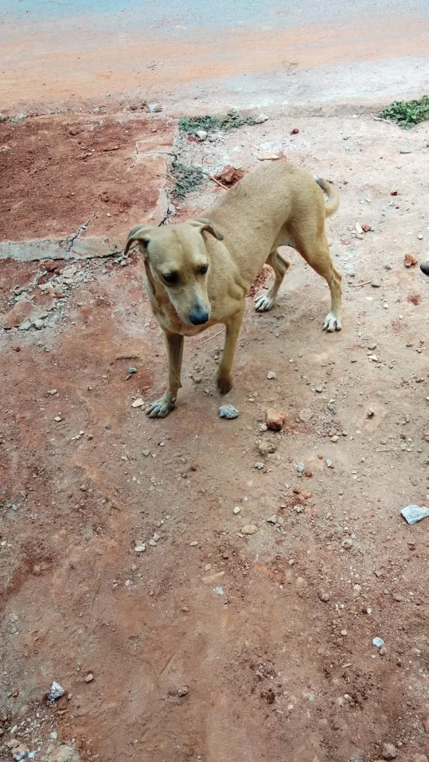 Cachorro raça SRD-ViraLata idade 4 anos nome Lupita