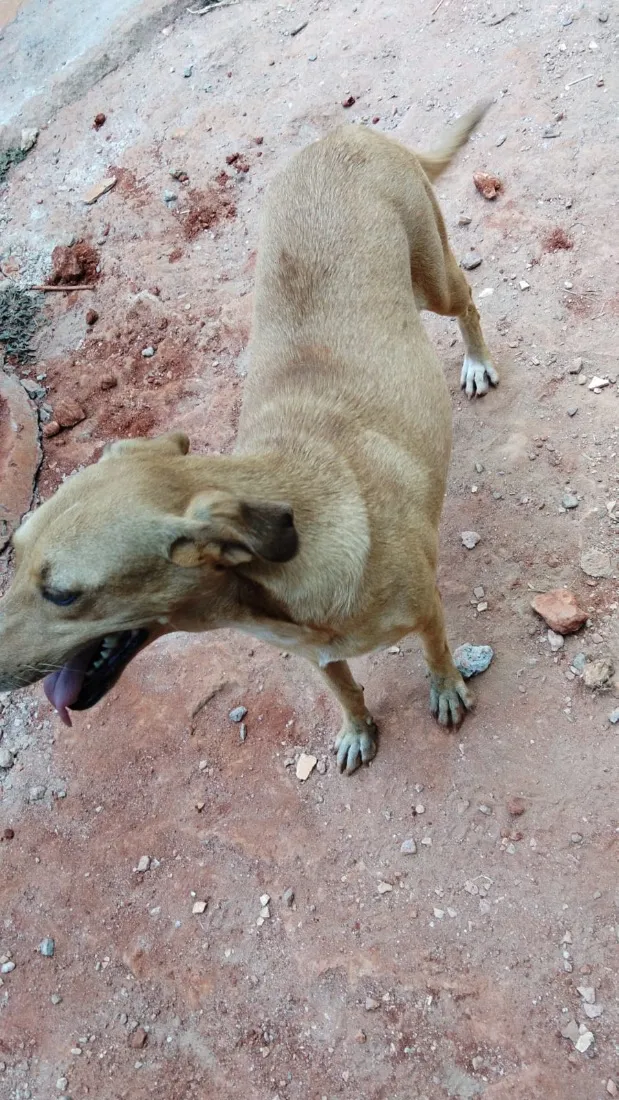 Cachorro raça SRD-ViraLata idade 4 anos nome Lupita