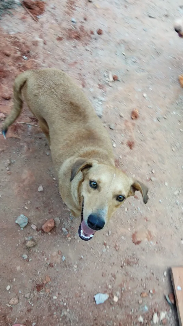 Cachorro raça SRD-ViraLata idade 4 anos nome Lupita
