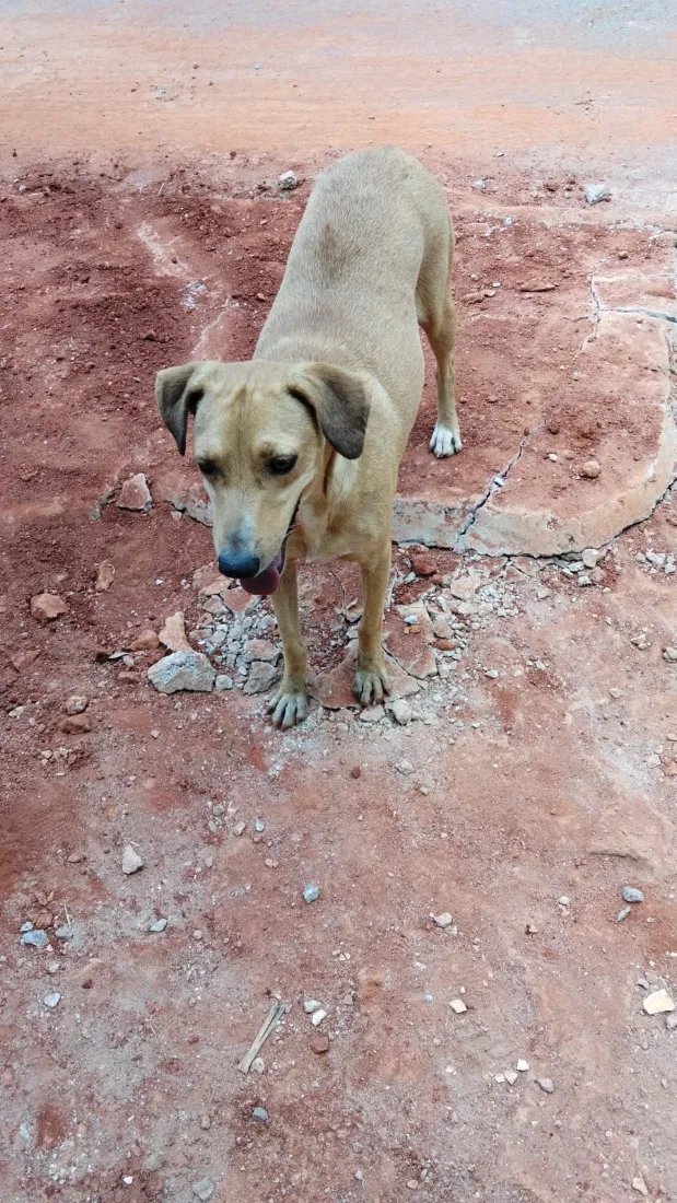 Cachorro raça SRD-ViraLata idade 4 anos nome Lupita