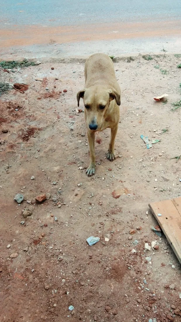Cachorro raça SRD-ViraLata idade 4 anos nome Lupita
