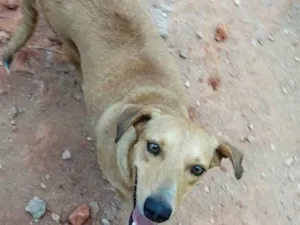 Cachorro raça SRD-ViraLata idade 4 anos nome Lupita