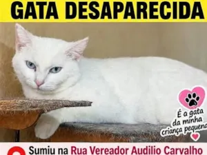 Gato raça SRD-ViraLata idade 2 a 6 meses nome Penélope 