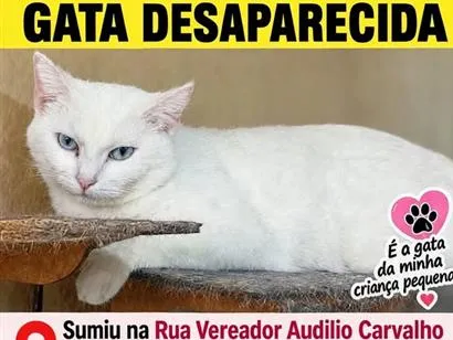 Gato raça SRD-ViraLata idade 2 a 6 meses nome Penélope 