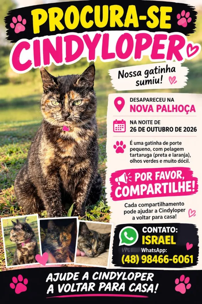 Gato raça SRD-ViraLata idade 2 anos nome Cindy Loper