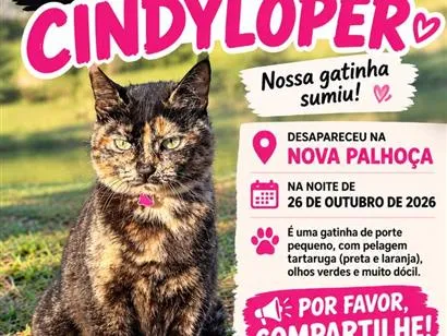 Gato raça SRD-ViraLata idade 2 anos nome Cindy Loper