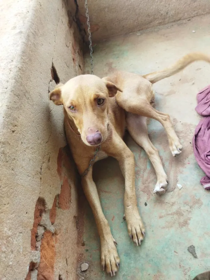 Cachorro raça SRD-ViraLata idade 1 ano nome marron