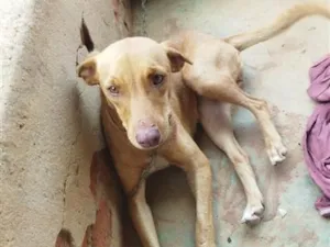 Cachorro raça SRD-ViraLata idade 1 ano nome marron