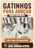 filhote da clarinha e filhote da luna