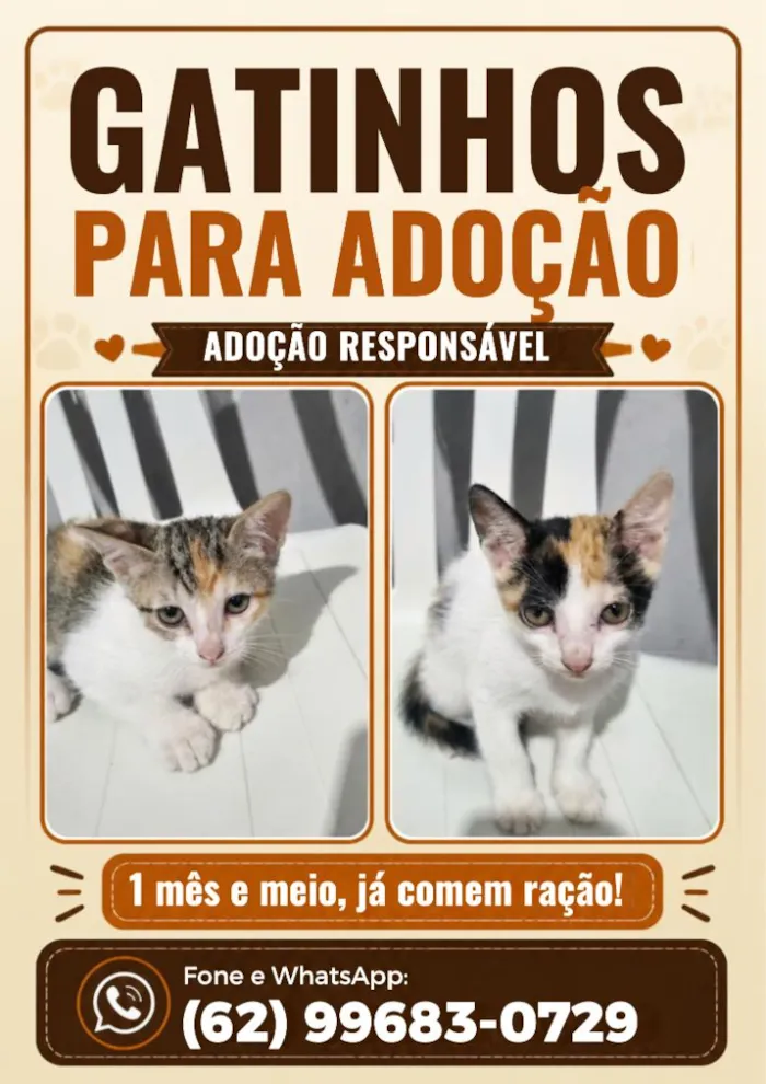 Gato raça SRD-ViraLata idade 2 a 6 meses nome filhote da clarinha e filhote da luna