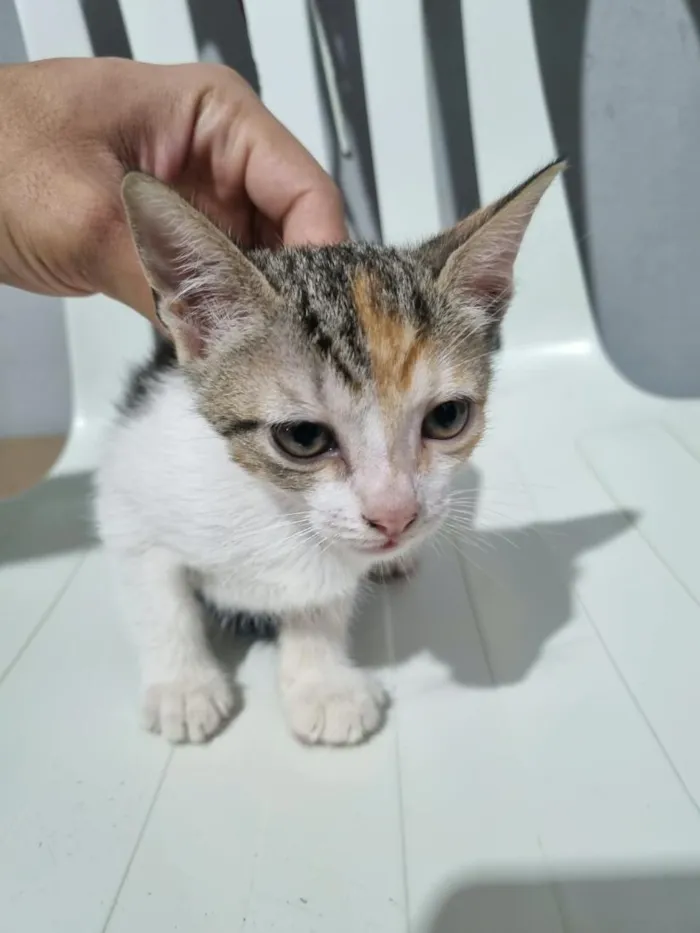 Gato raça SRD-ViraLata idade 2 a 6 meses nome filhote da clarinha e filhote da luna
