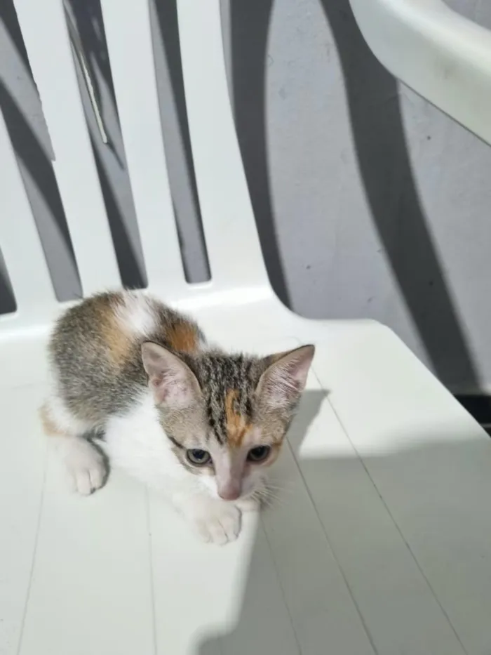 Gato raça SRD-ViraLata idade 2 a 6 meses nome filhote da clarinha e filhote da luna