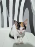 filhote da clarinha e filhote da luna