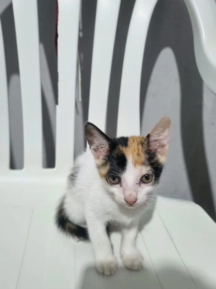 Gato raça SRD-ViraLata idade 2 a 6 meses nome filhote da clarinha e filhote da luna