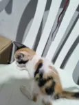 filhote da clarinha e filhote da luna