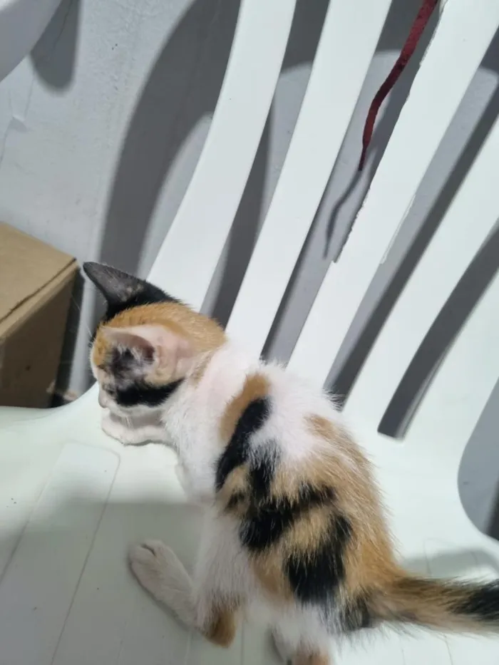 Gato raça SRD-ViraLata idade 2 a 6 meses nome filhote da clarinha e filhote da luna
