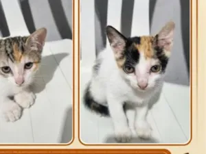 Gato raça SRD-ViraLata idade 2 a 6 meses nome filhote da clarinha e filhote da luna