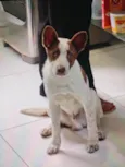 não tem