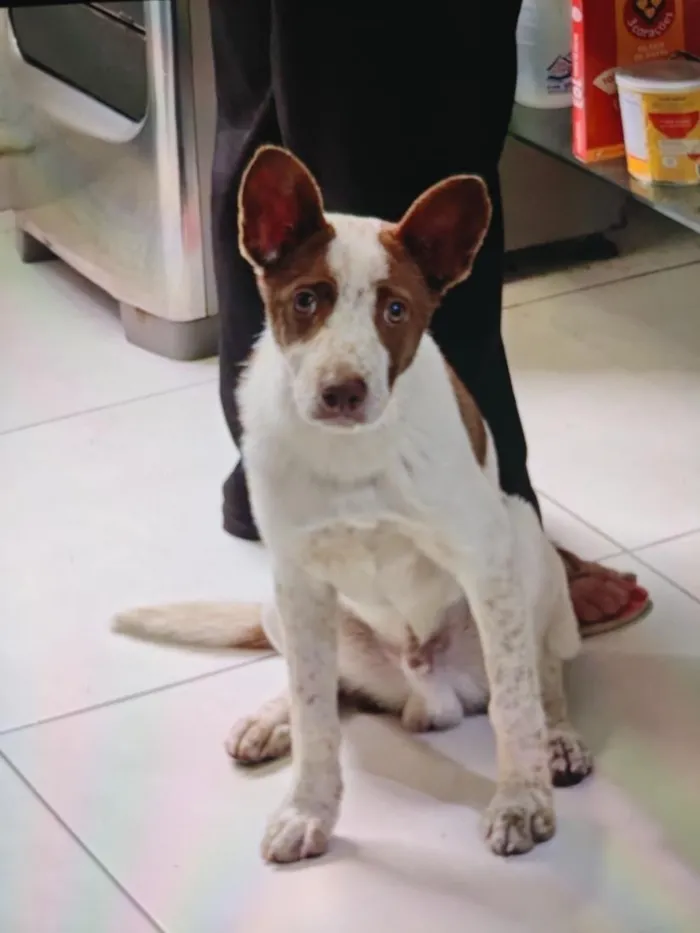 Cachorro raça SRD-ViraLata idade 2 a 6 meses nome não tem