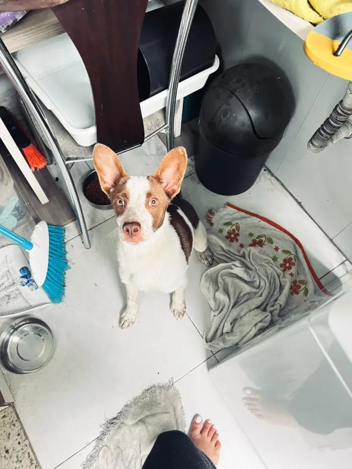 Cachorro raça SRD-ViraLata idade 2 a 6 meses nome não tem