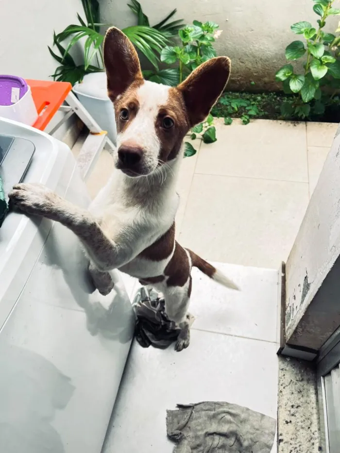 Cachorro raça SRD-ViraLata idade 2 a 6 meses nome não tem