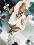 não tem