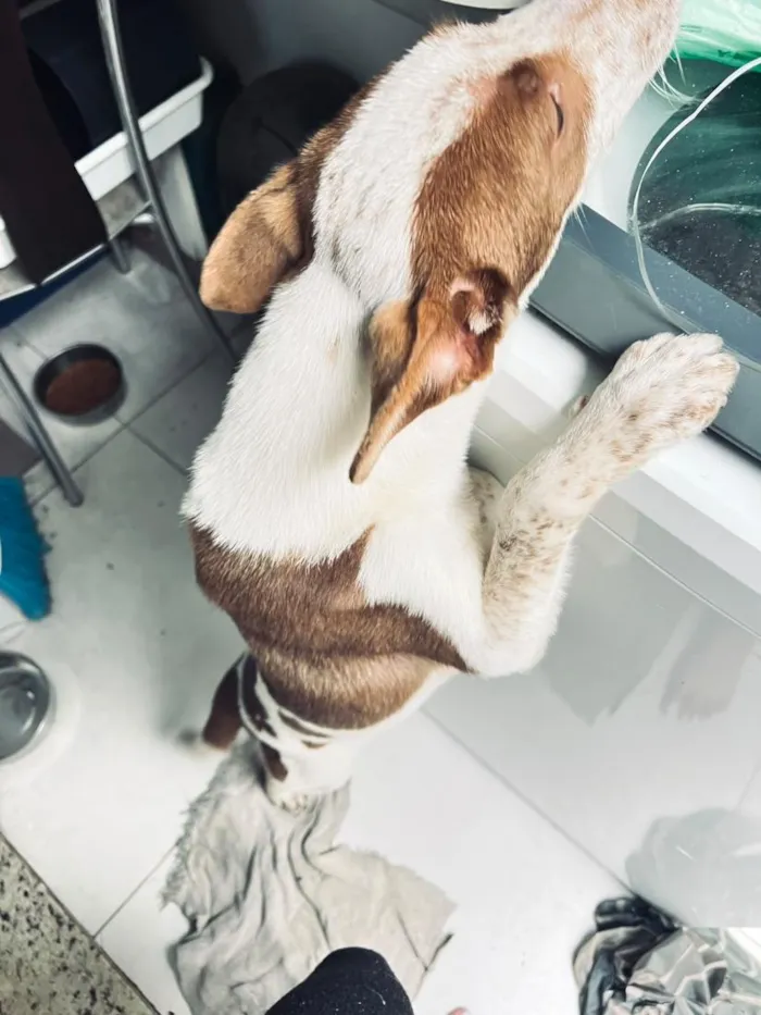 Cachorro raça SRD-ViraLata idade 2 a 6 meses nome não tem