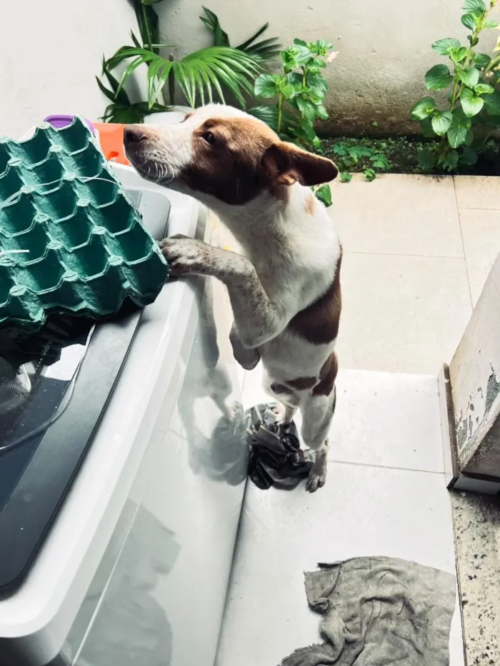 Cachorro raça SRD-ViraLata idade 2 a 6 meses nome não tem