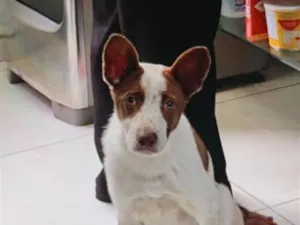 Cachorro raça SRD-ViraLata idade 2 a 6 meses nome não tem
